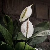 Peace Lily, with 5.5 inches white decor pot